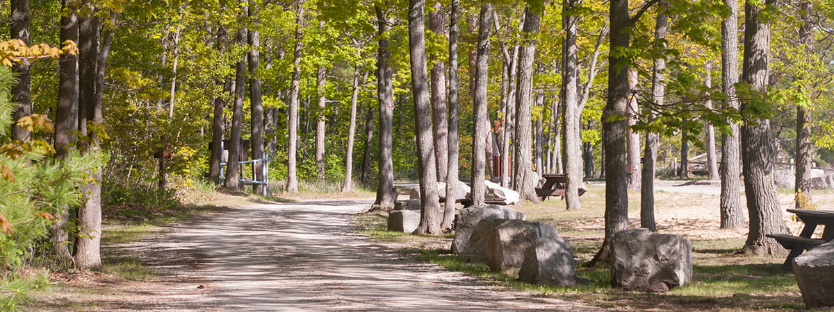 state forest campground road with trees on either side
