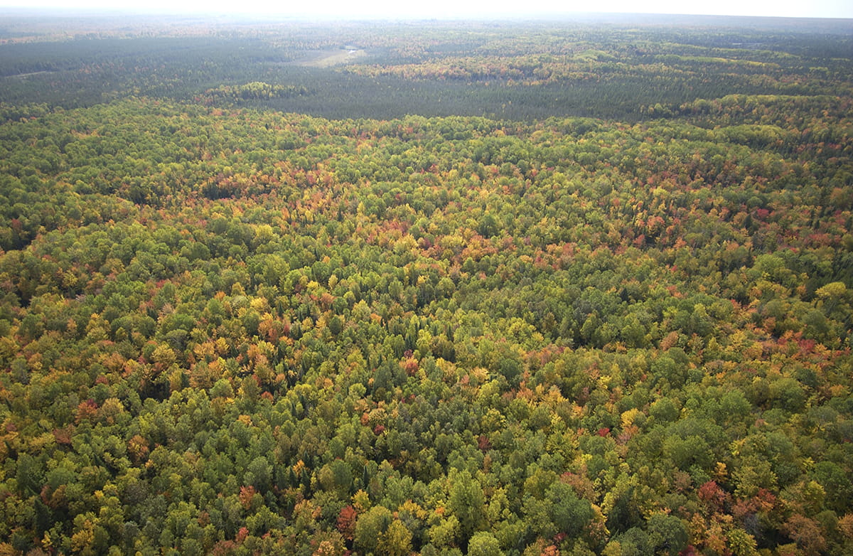 Aerial photo of forest beginning to show autumn color