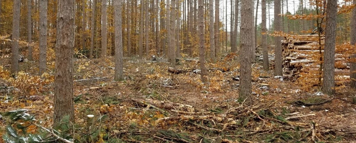 Trees