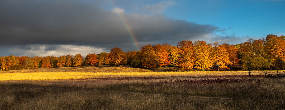 A rainbow over the fall trees in Pigeon River Country State Forest