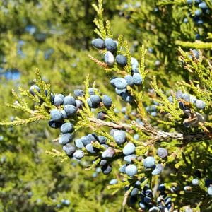 Eastern red cedar
