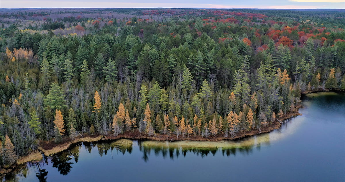 aerial view of woods and water in Hartwick Pines area