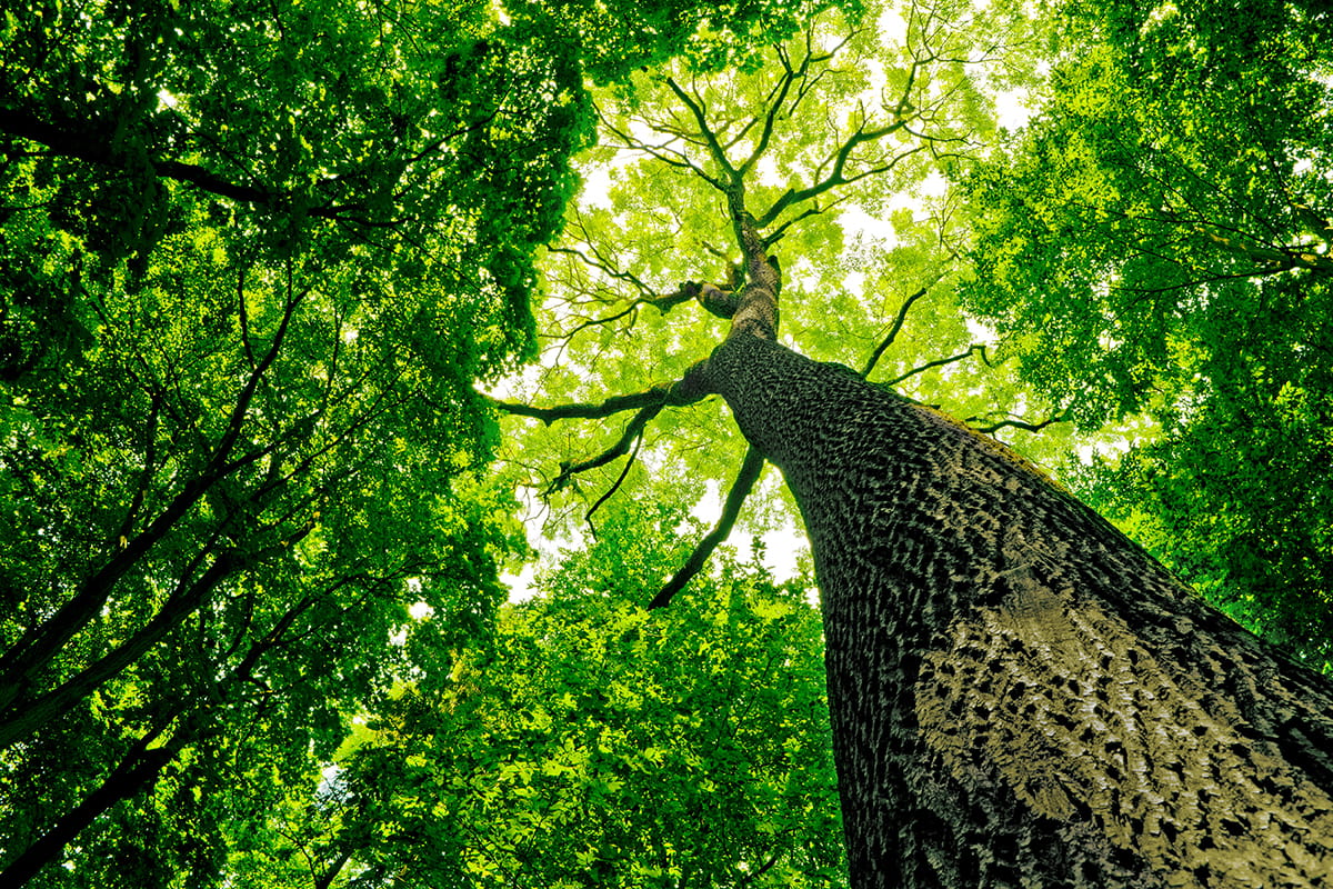 Leafy green tree canopy is viewed from the forest floor