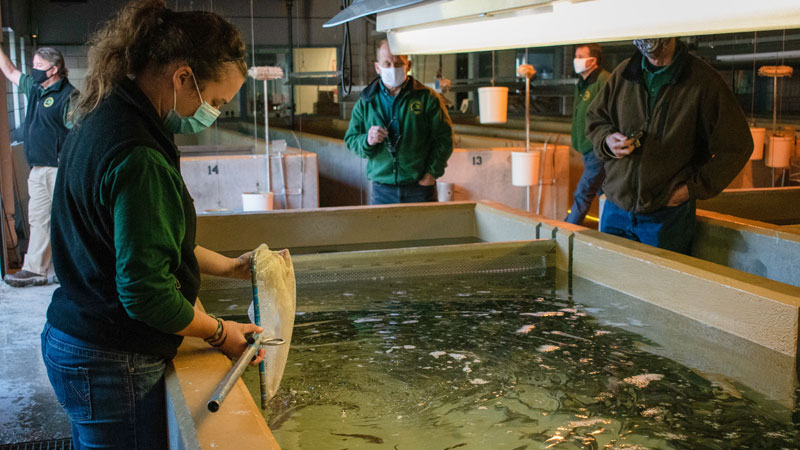 Fisheries staff working at the hatchery