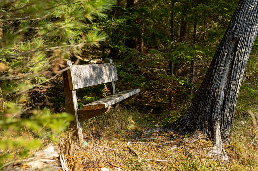 bench placed along woods