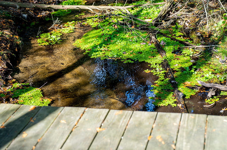 path near wetland
