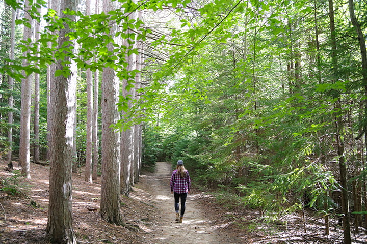 A hiker walks down a trail in the woods with bright green leaves on the trees