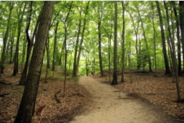 A dirt trail through the woods with green trees surrounding