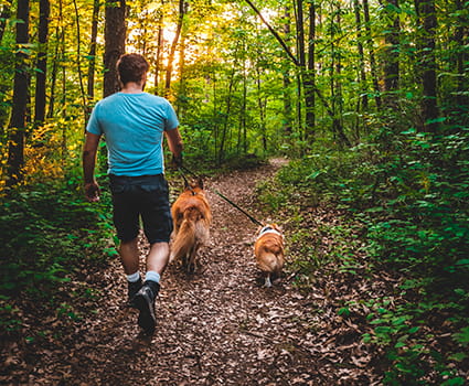 visitor walking two dogs on leash on trail