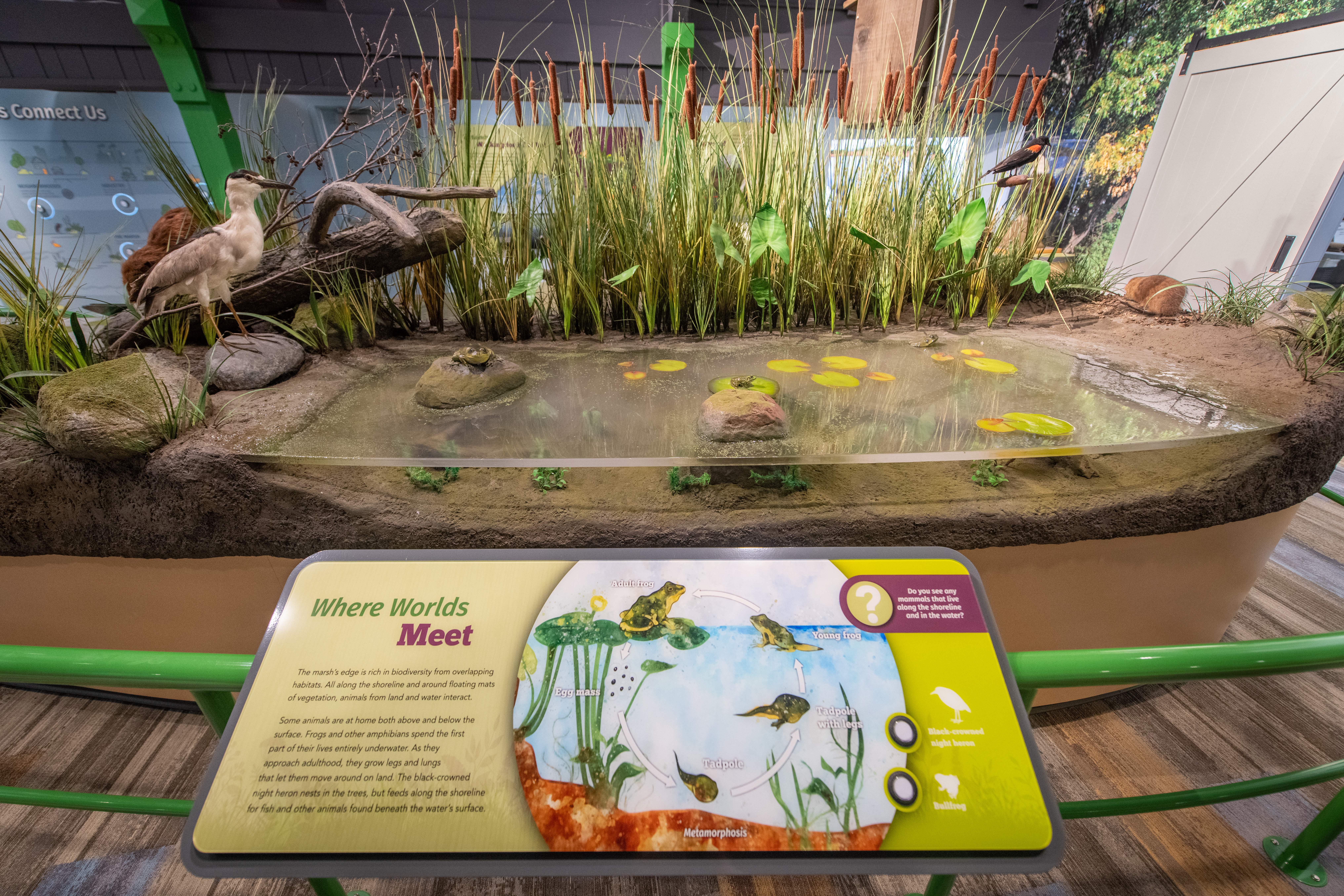 A marsh display