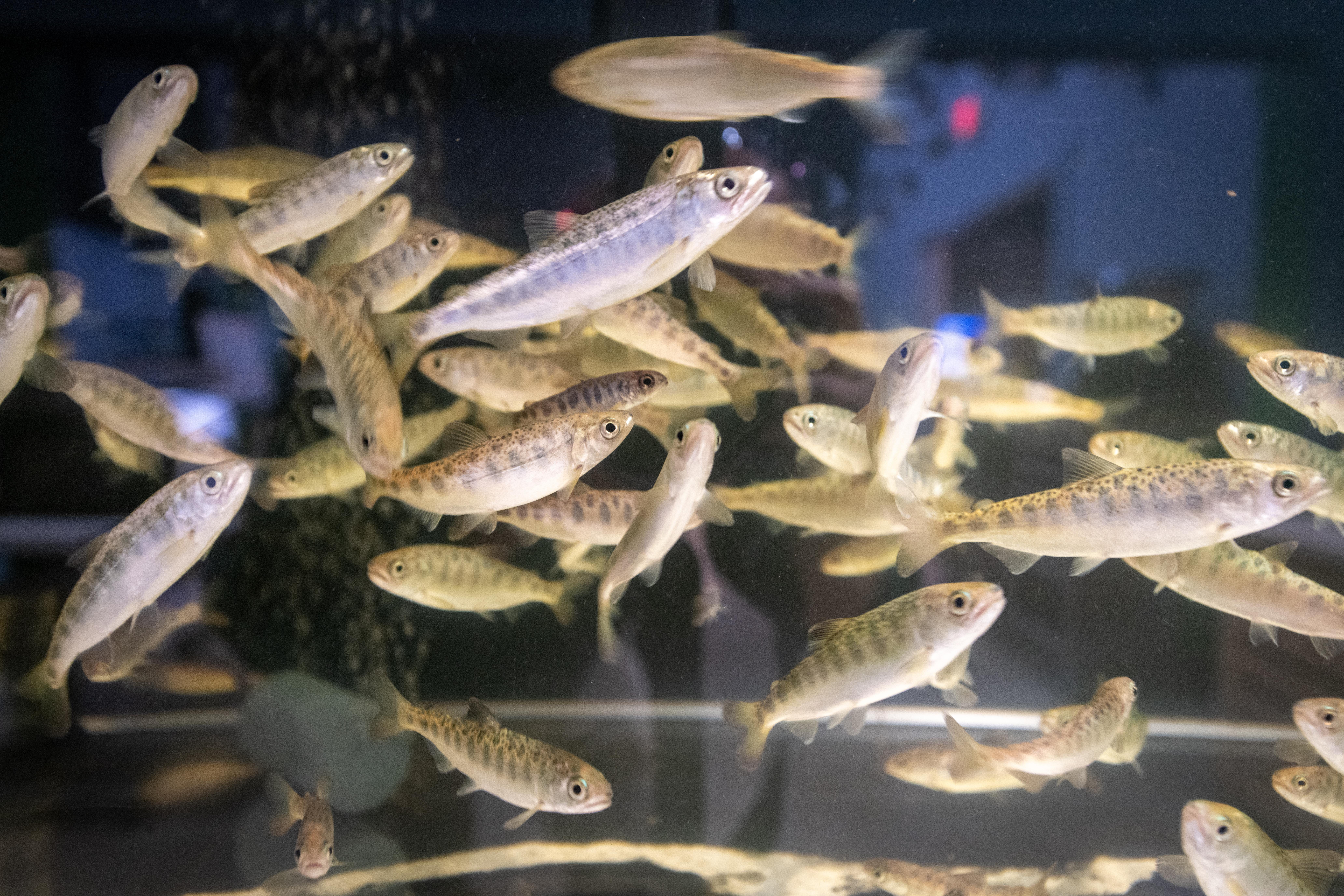 Salmon fingerlings