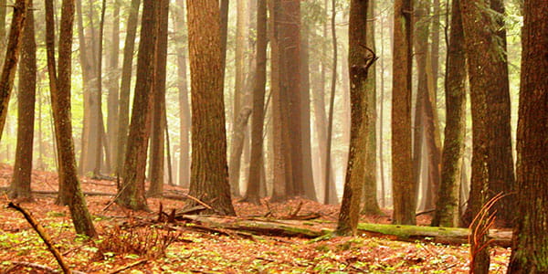 Old growth forest at Hartwick Pines State Park