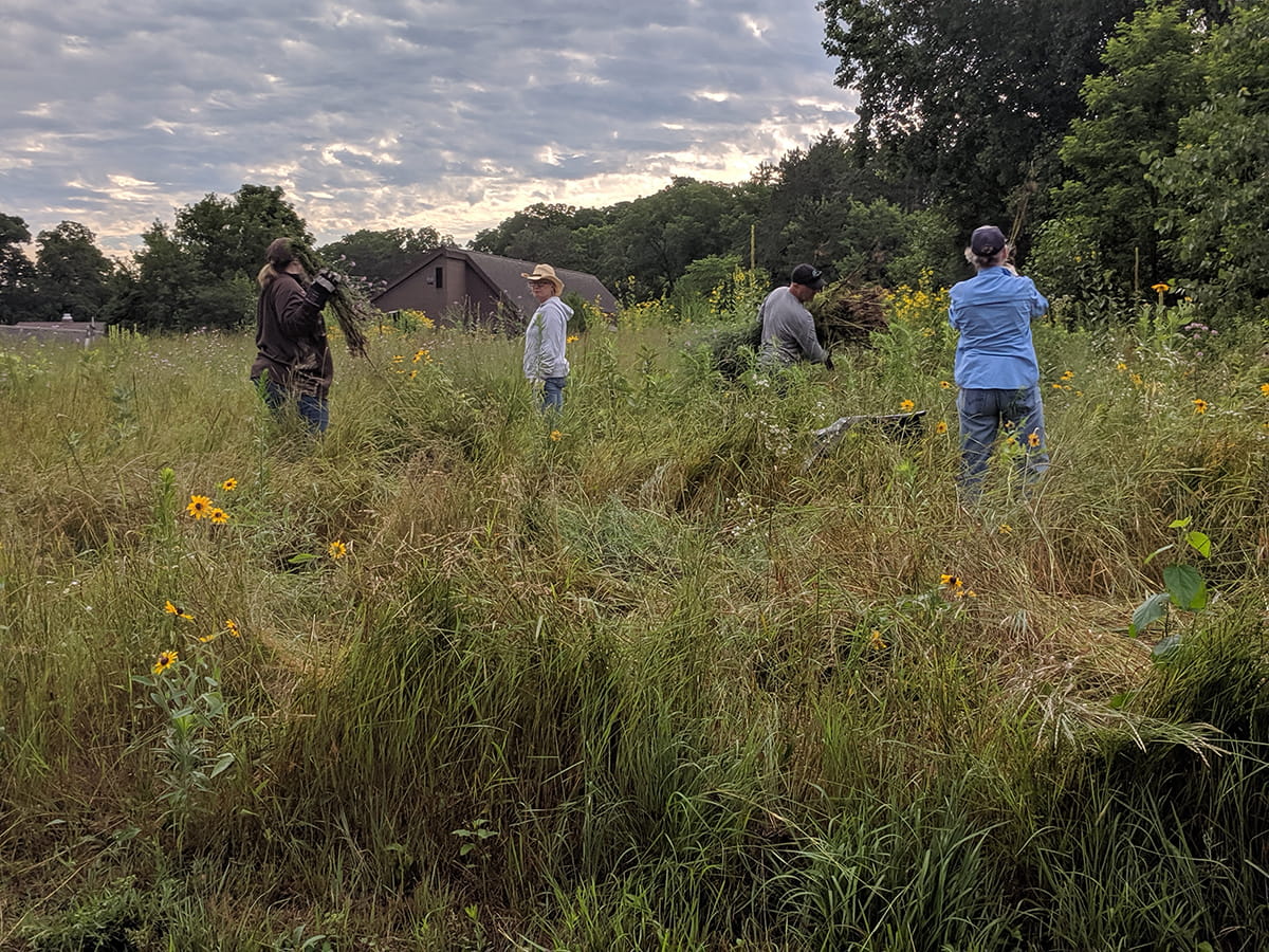 Group of volunteers in field pulling invasive knapweed