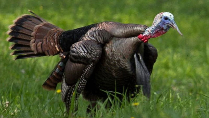 A spring turkey walks through the grass