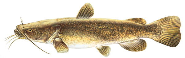 flathead catfish illustration