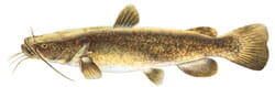 flathead catfish illustration