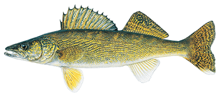 walleye illustration