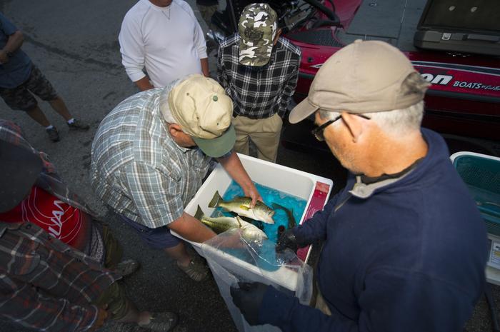 Anglers look at their catch at a bass tournament
