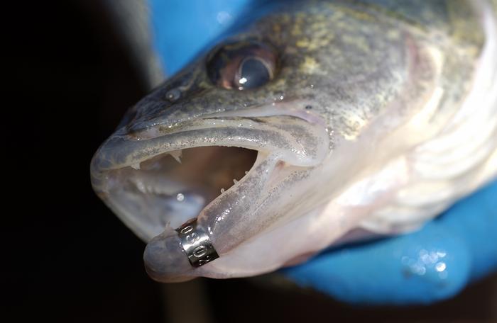 A close up of a tagged fish with a silver tag on its mouth