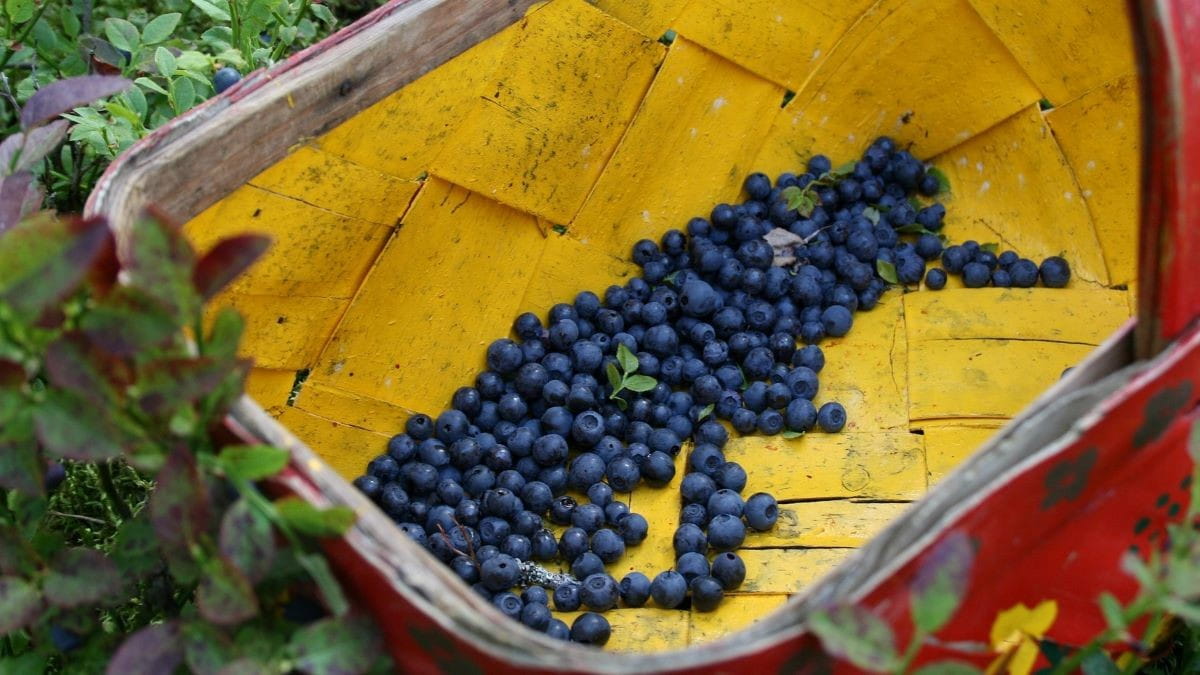 Image_Foraging_bluberry-basket