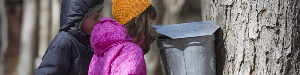 Image_Foraging_Sap-bucket