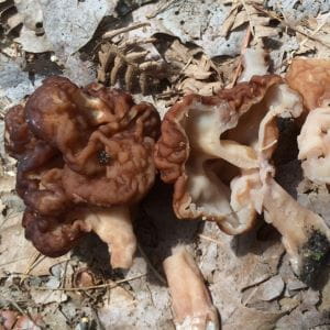 Image_Foraging_BeefsteakMorel
