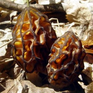 Image_Foraging_BlackMorel