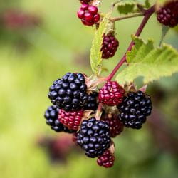 Image_Foraging_Blackberries