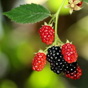 Image_Foraging_Blackberry