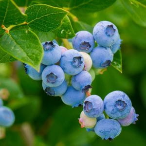 Image_Foraging_Blueberry