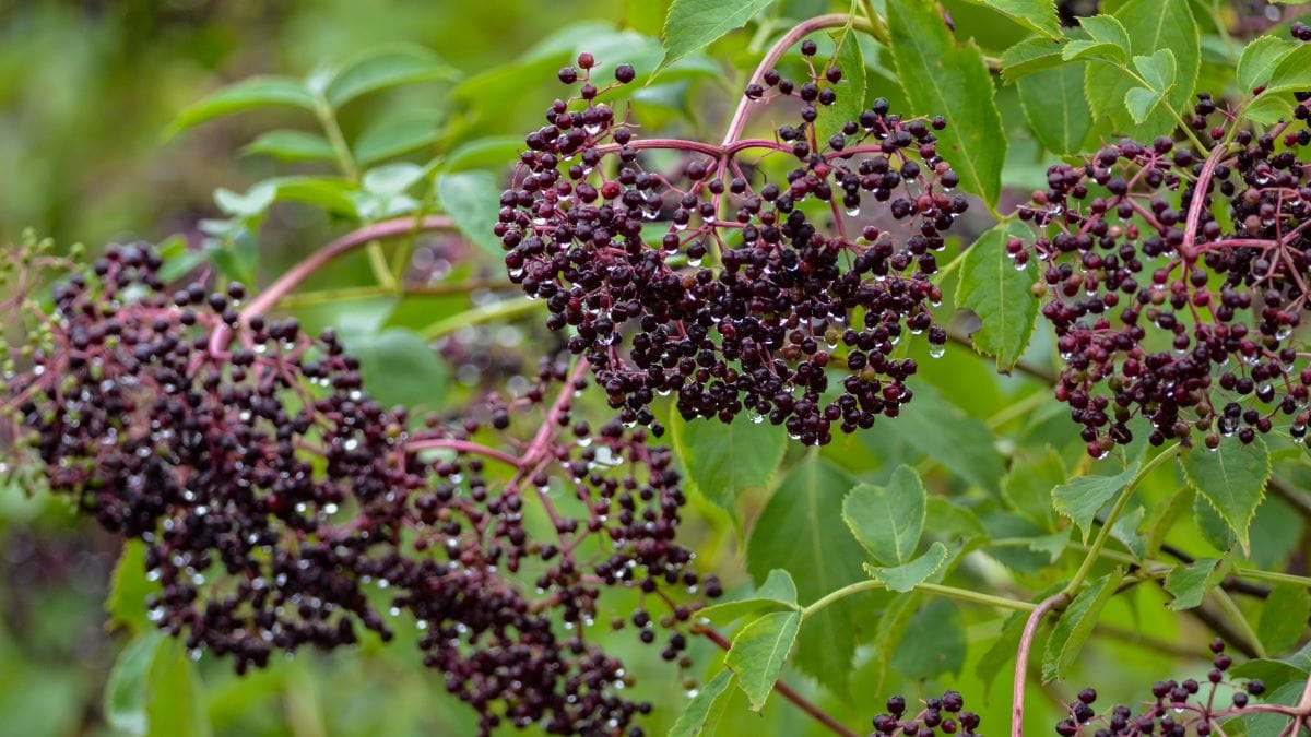 Image_Foraging_Elderberry