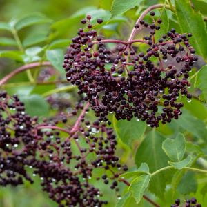 Image_Foraging_Elderberry