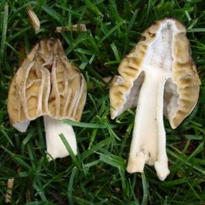 Image_Foraging_HalfFreeMorel