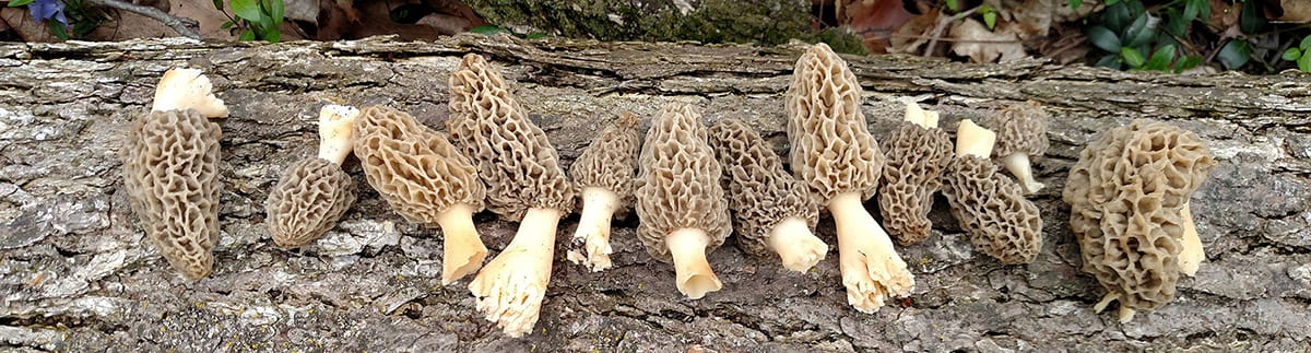 morel mushrooms lined up on a log in the woods