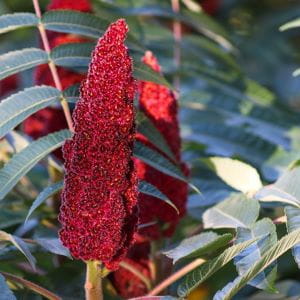 Image_Foraging_Sumac