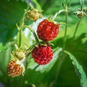 Image_Foraging_Strawberry