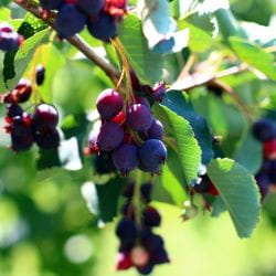 Image_foraging_juneberry