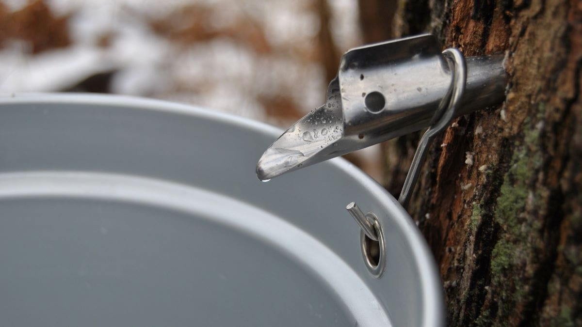 Image_Foraging_Sap-Collection