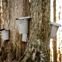 Image_Foraging_Syrup