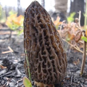 Image_Foraging_BurnMorel2