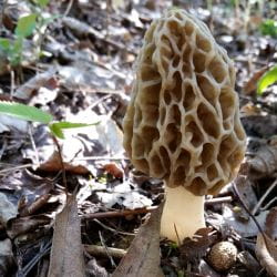 Image_Foraging_Morel