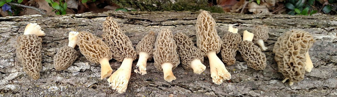 morel mushrooms on a log