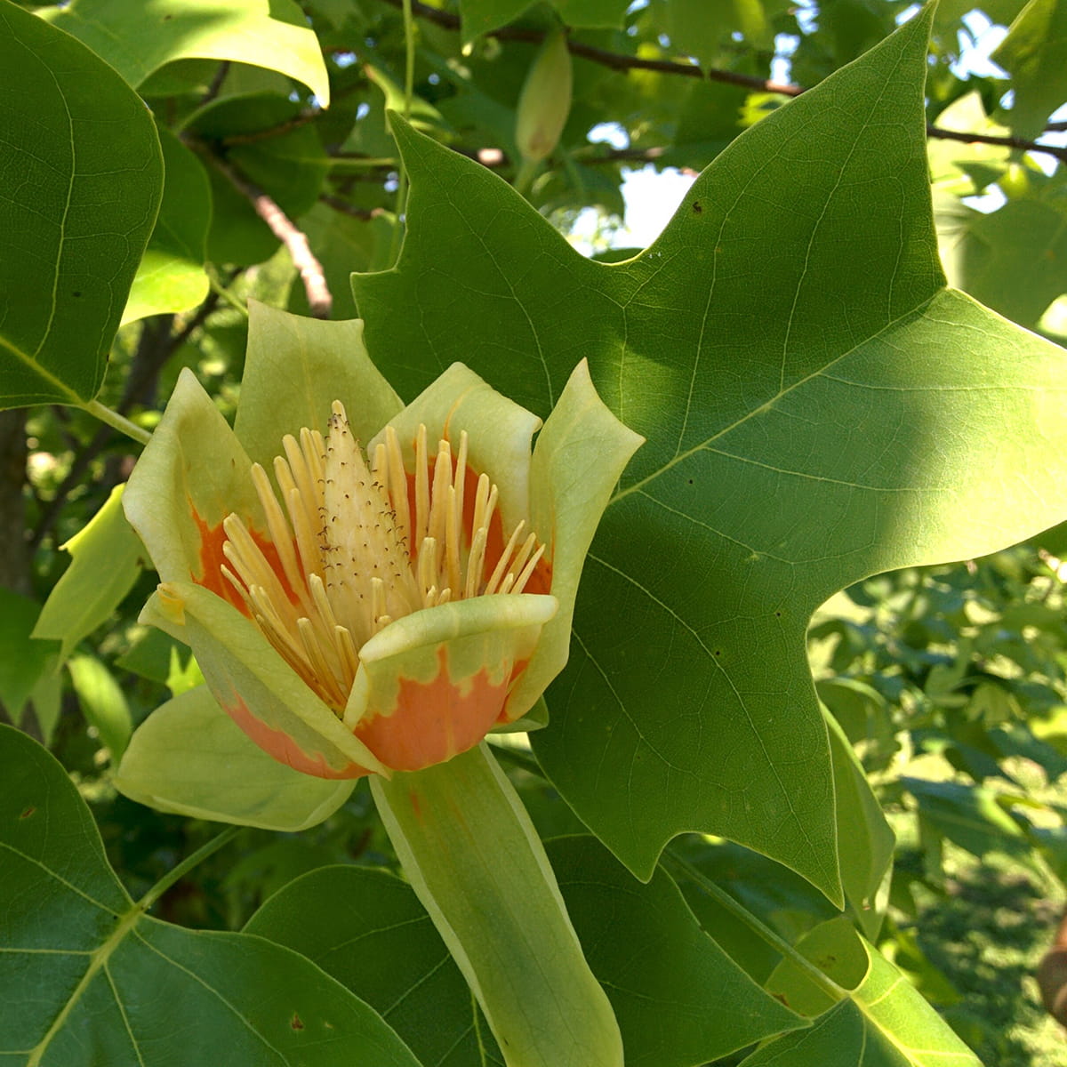 Image_forestry_tuliptree