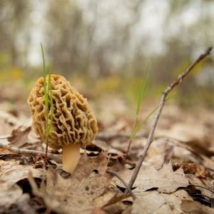 Image_Foraging_WhiteMorel