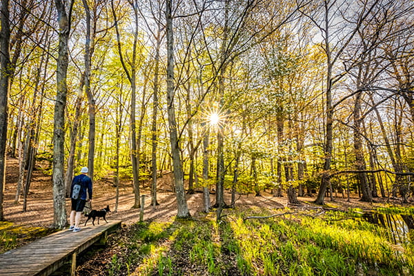 man and dog hiking on boardwalk through wooded trail