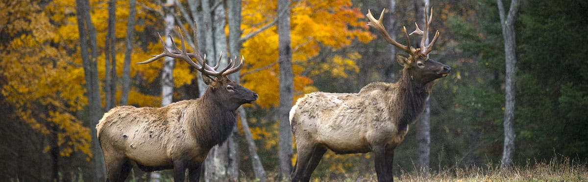 An elk running through a field