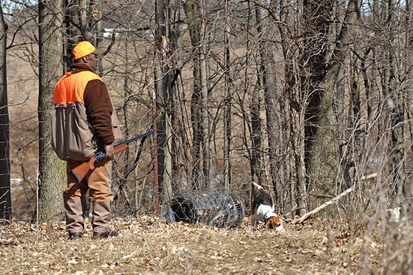 A man hunting in the woods with his dogs