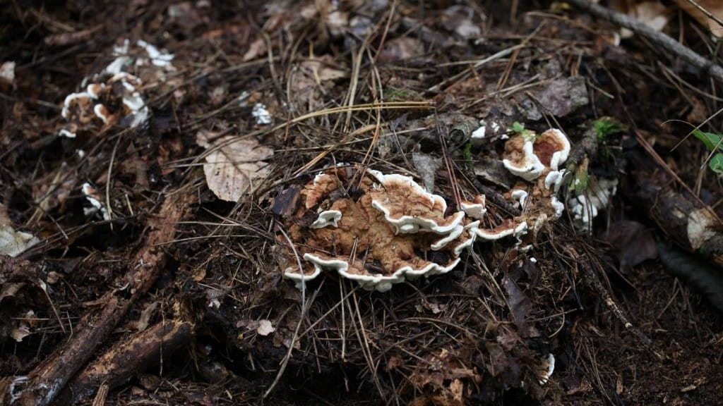 A brown and white heterobasidion root fungus grows on a log