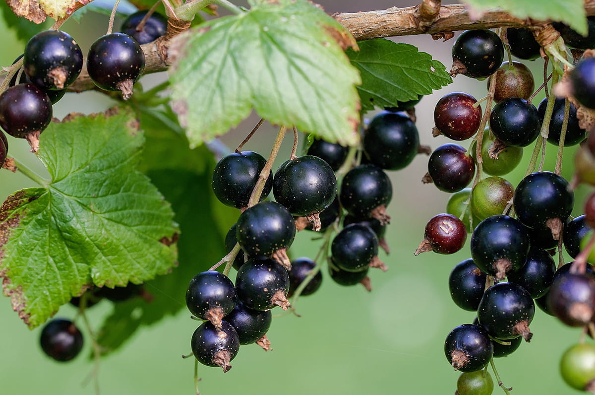 Closeup of black currant leaves and berries