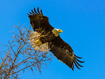 A Bald Eagle flies through the blue sky